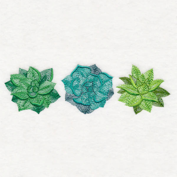 Succulents Trio - Image 4