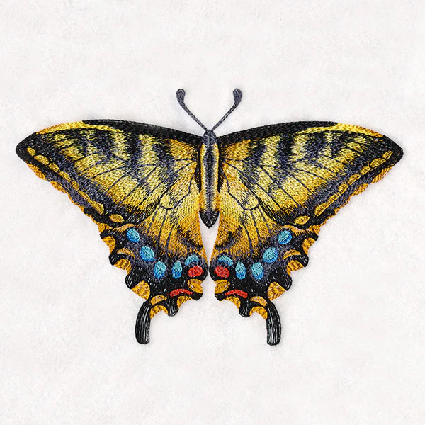 Swallowtail Specimen - Image 3