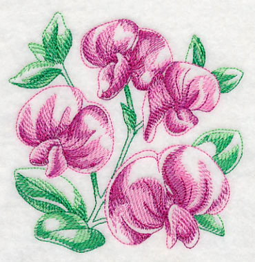 Sweet Pea Sketch - Image 4