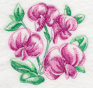 Sweet Pea Sketch - Image 5