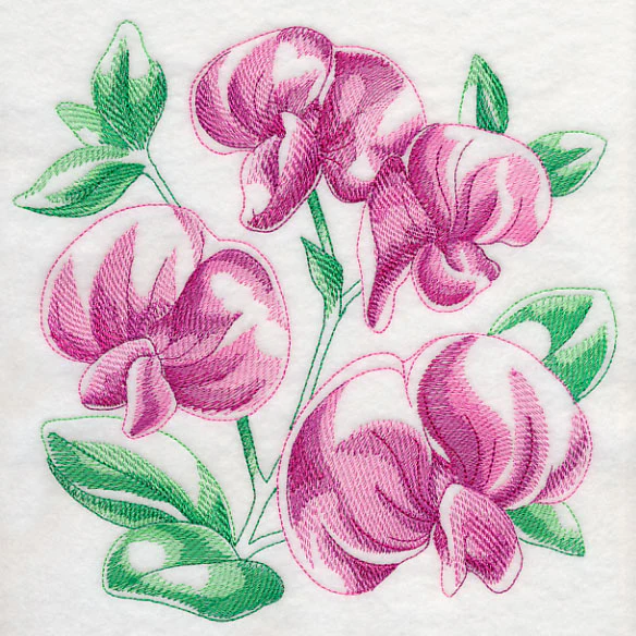 Sweet Pea Sketch - Image 6
