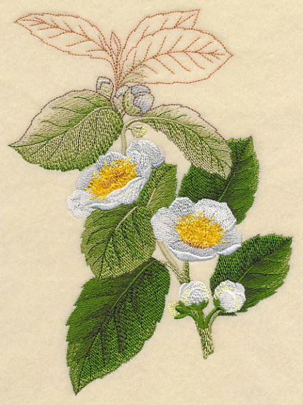 Tea Plant Botanical - Image 2