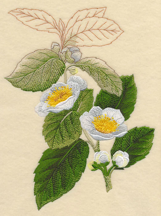 Tea Plant Botanical - Image 4