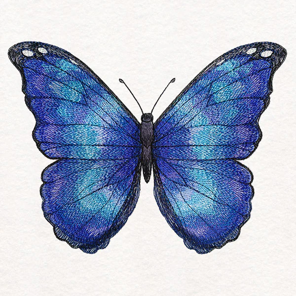 Textured & Lovely Blue Morpho Butterfly
