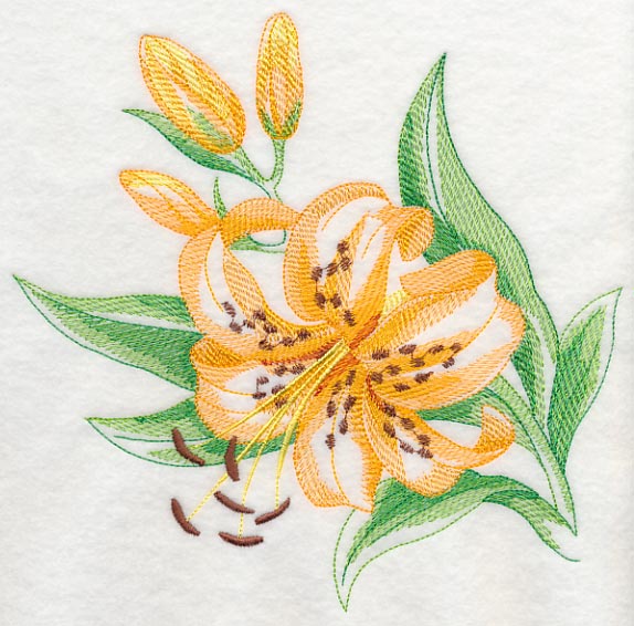 Tiger Lily Beauty