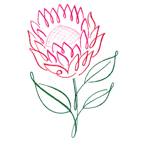 Tropical Calligraphy in Bloom - Protea - Image 4