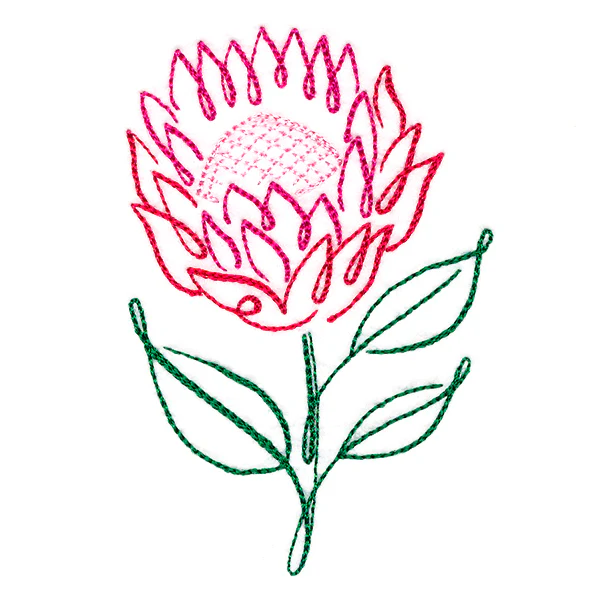 Tropical Calligraphy in Bloom - Protea - Image 5