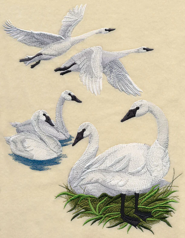 Trumpeter Swan Collage - Image 6