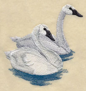 Trumpeter Swans on the Lake - Image 2