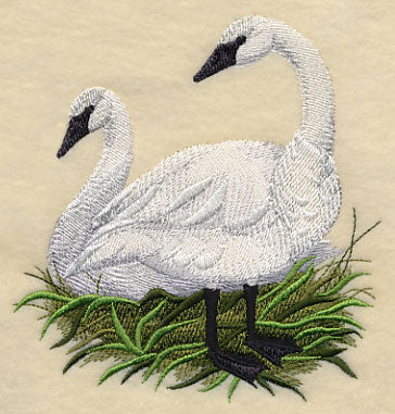 Trumpeter Swans on the Shore - Image 3