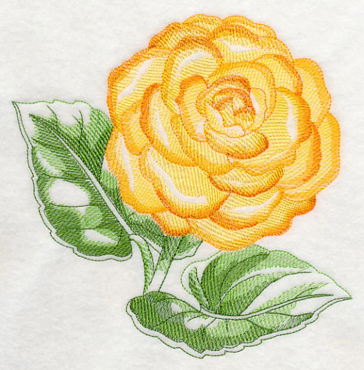 Tuberous Begonia Beauty - Image 2