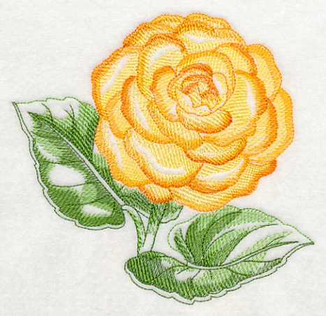 Tuberous Begonia Beauty - Image 3