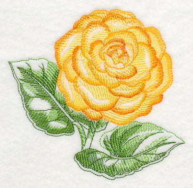 Tuberous Begonia Beauty - Image 4