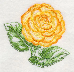 Tuberous Begonia Beauty - Image 5