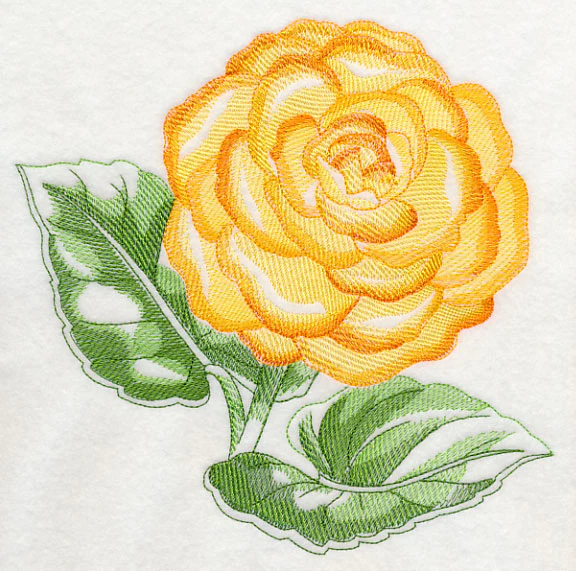 Tuberous Begonia Beauty - Image 6
