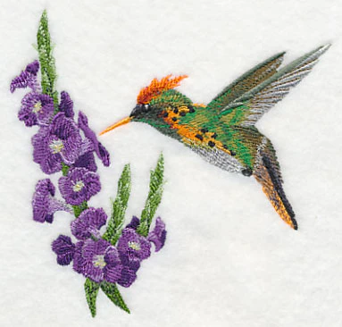 Tufted Coquette Hummingbird with Porterweed Flower - Image 3