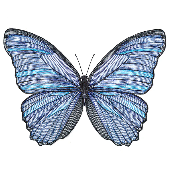 Vibrant Blue Morpho Etching - Image 4