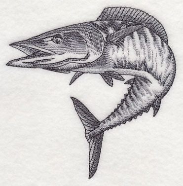 Wahoo Sketch - Image 2