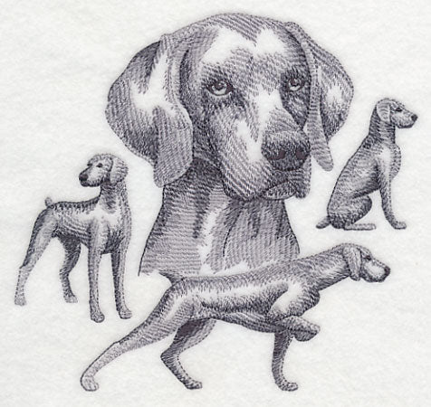 Weimaraner Sketch (Docked Tail) - Image 3