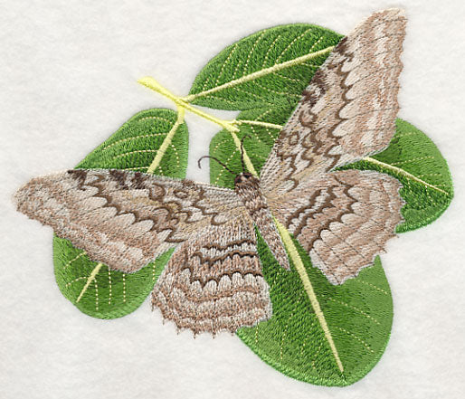 White Witch Moth - Image 2