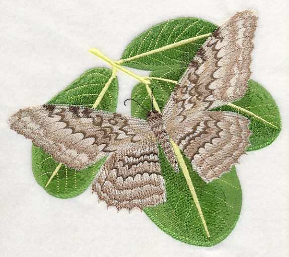 White Witch Moth - Image 4