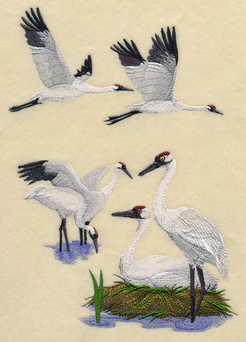 Whooping Crane Collage - Image 2