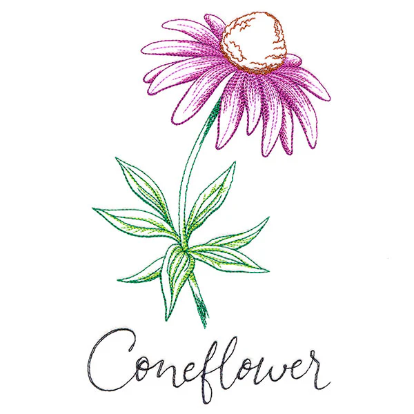 Wild Blooms - Coneflower - Image 5
