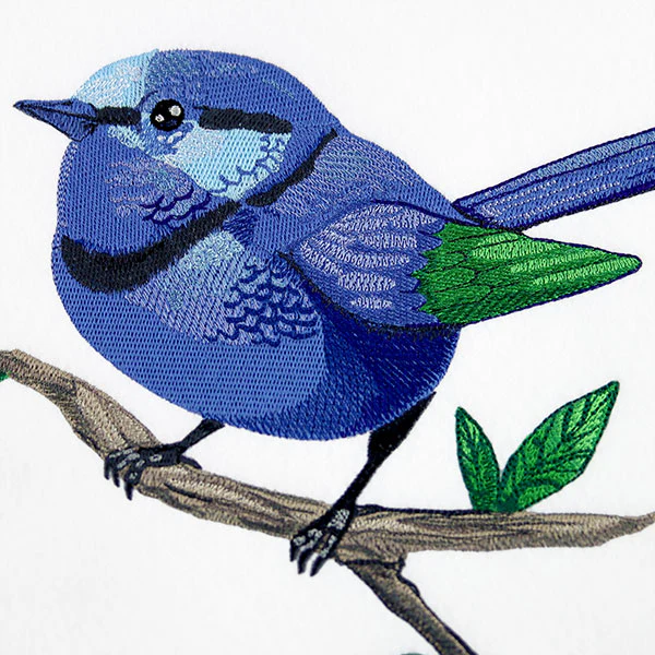 Wild & Blue Splendid Fairywren - Image 8
