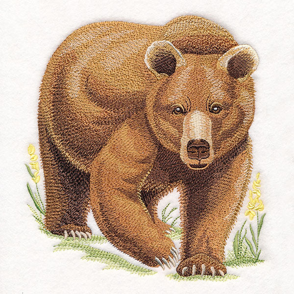 Wild Grizzly Bear