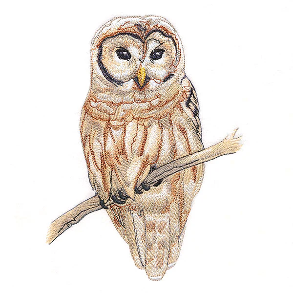 Wise in Winter Barred Owl - Image 3