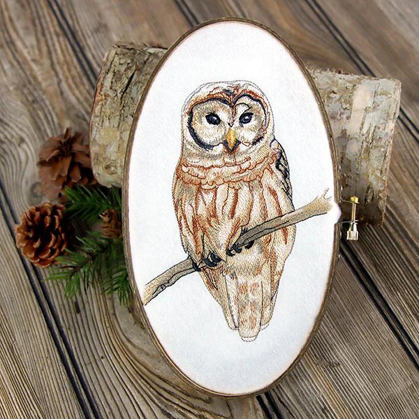 Wise in Winter Barred Owl - Image 4